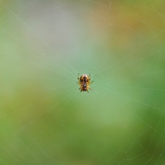 DSC_2772_s