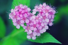 DSC_1284_s