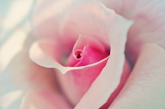 DSC_0809_1