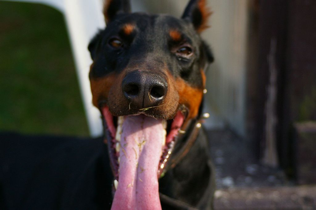 Canis lupus familiaris