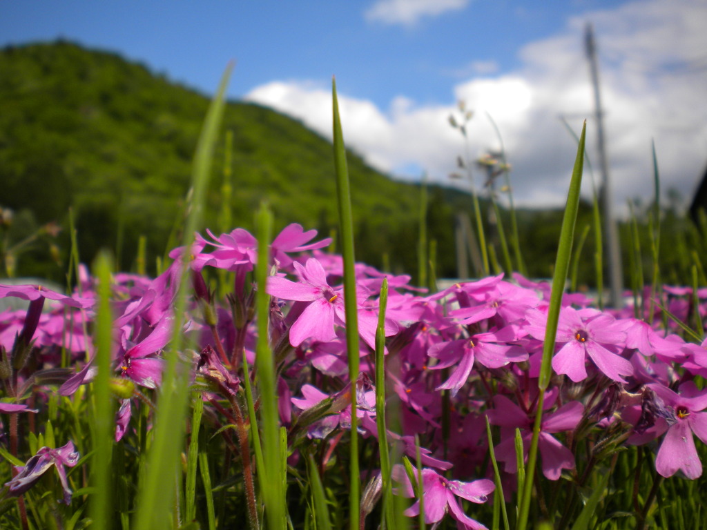芝生に咲く