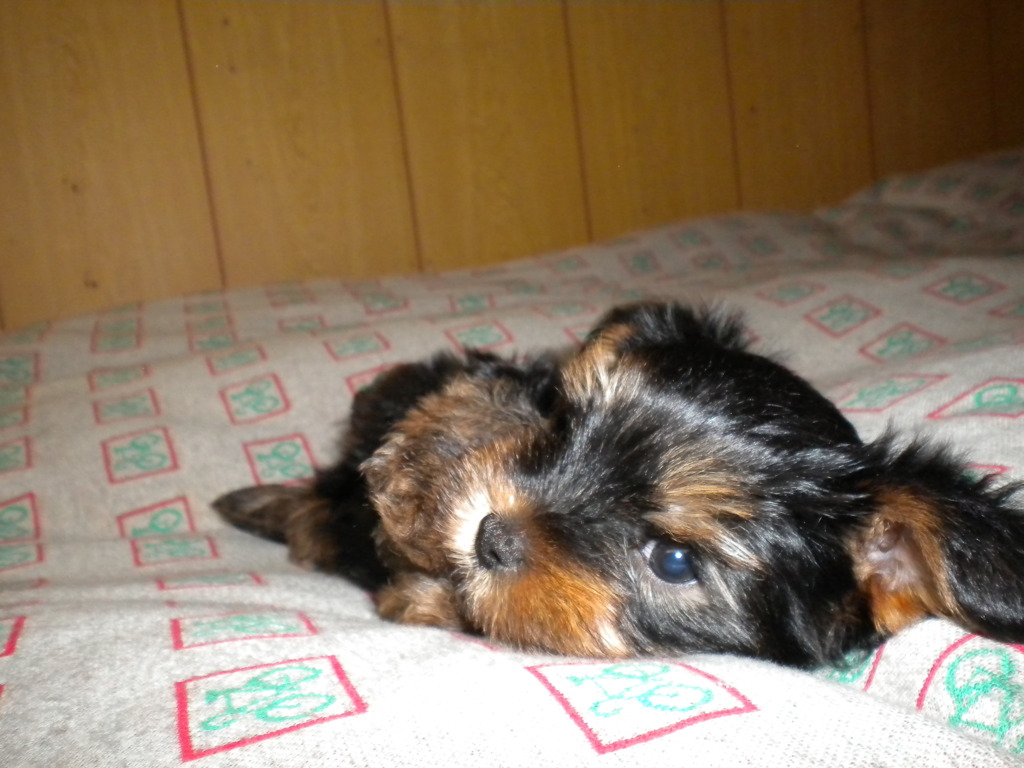 子犬