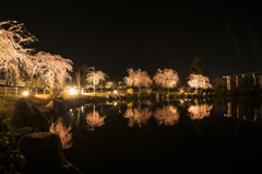 春の夜の桜2