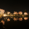 春の夜の桜2