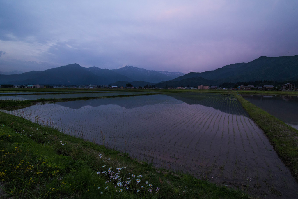 日暮れの田んぼ