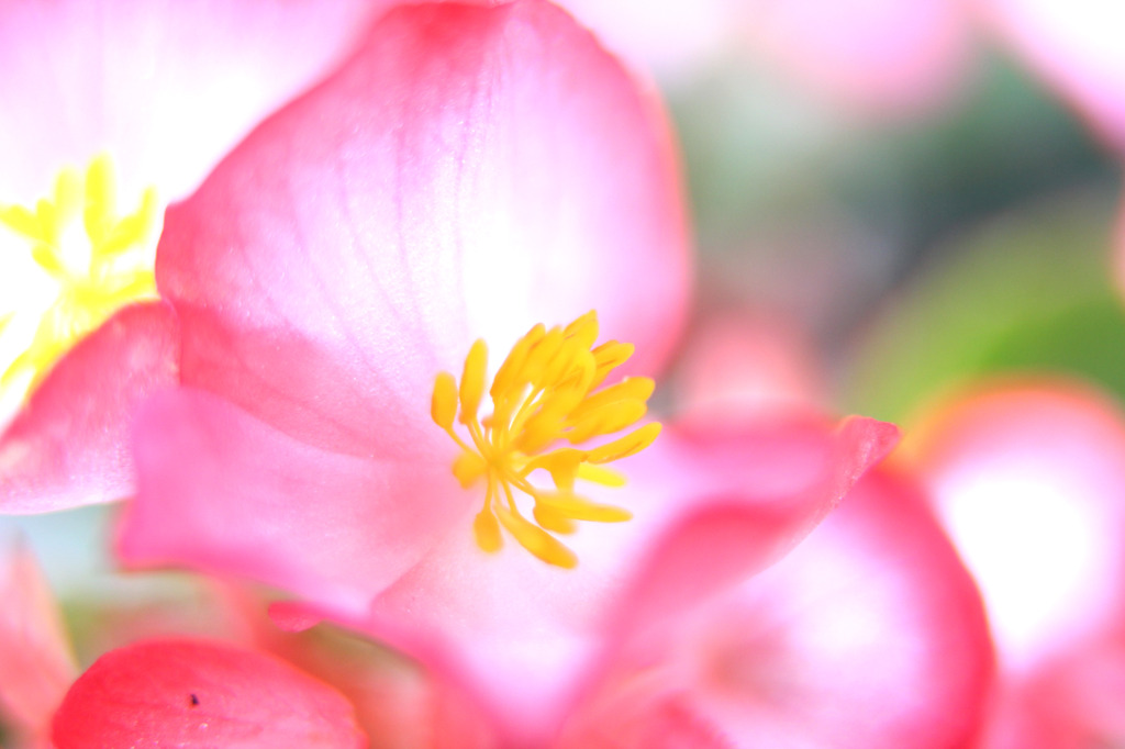 野に咲く花