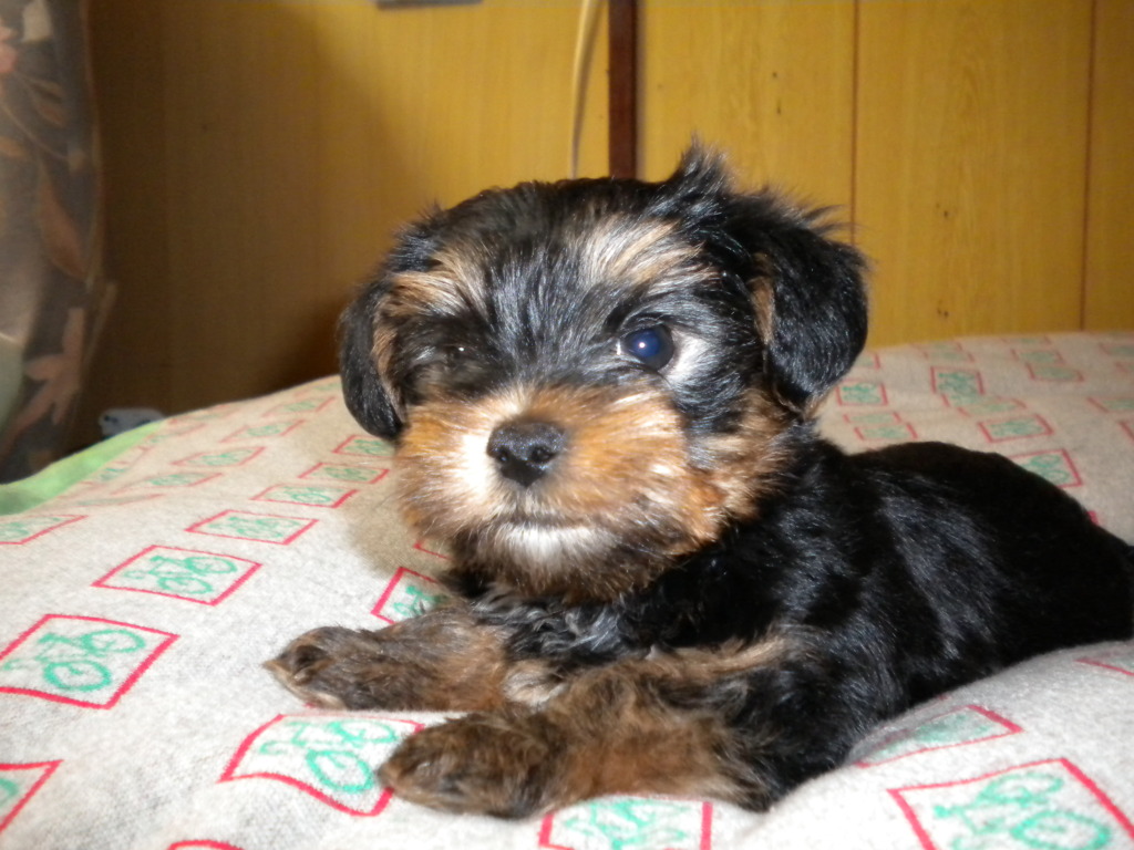 子犬