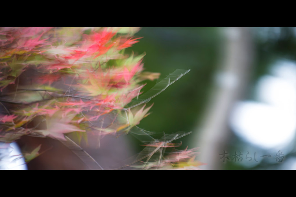 木枯らし