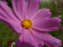 DSC00029