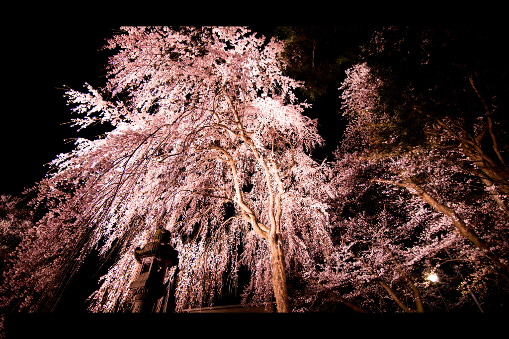 夜桜