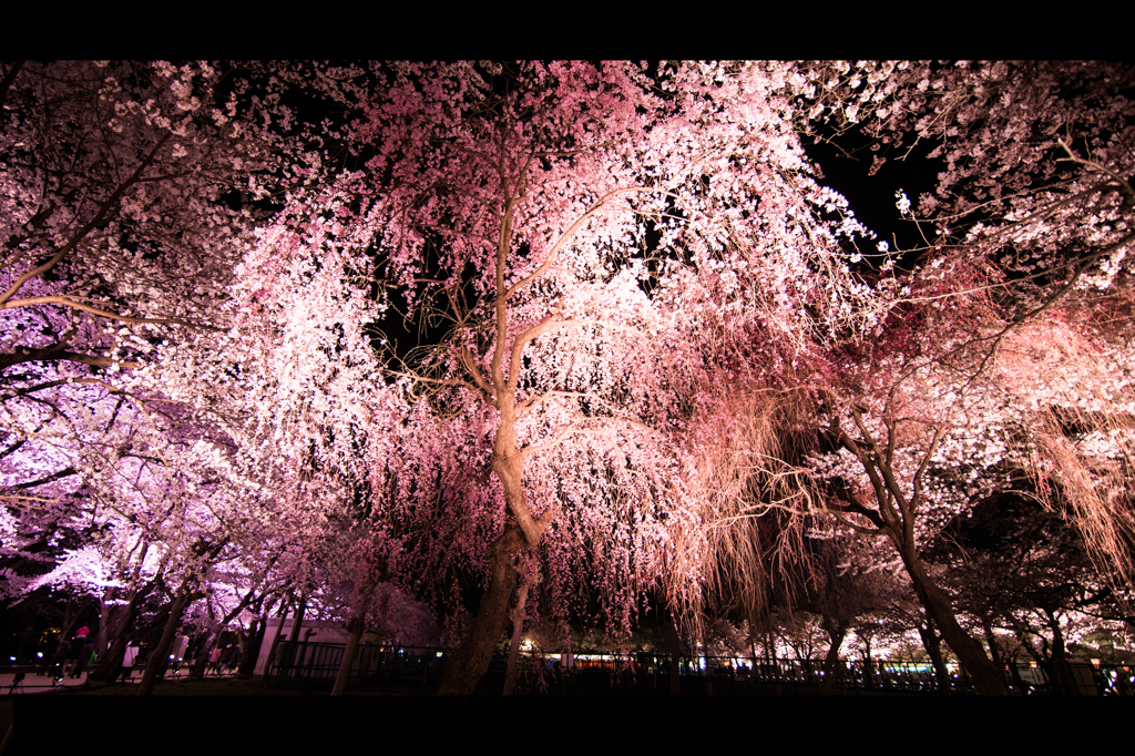 枝垂れ桜