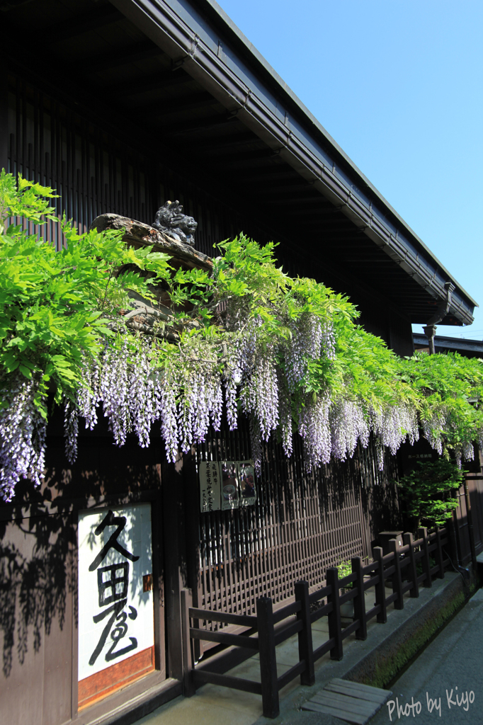 藤の花