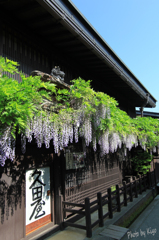 藤の花