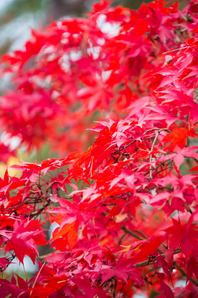 深紅に染まるもみじ