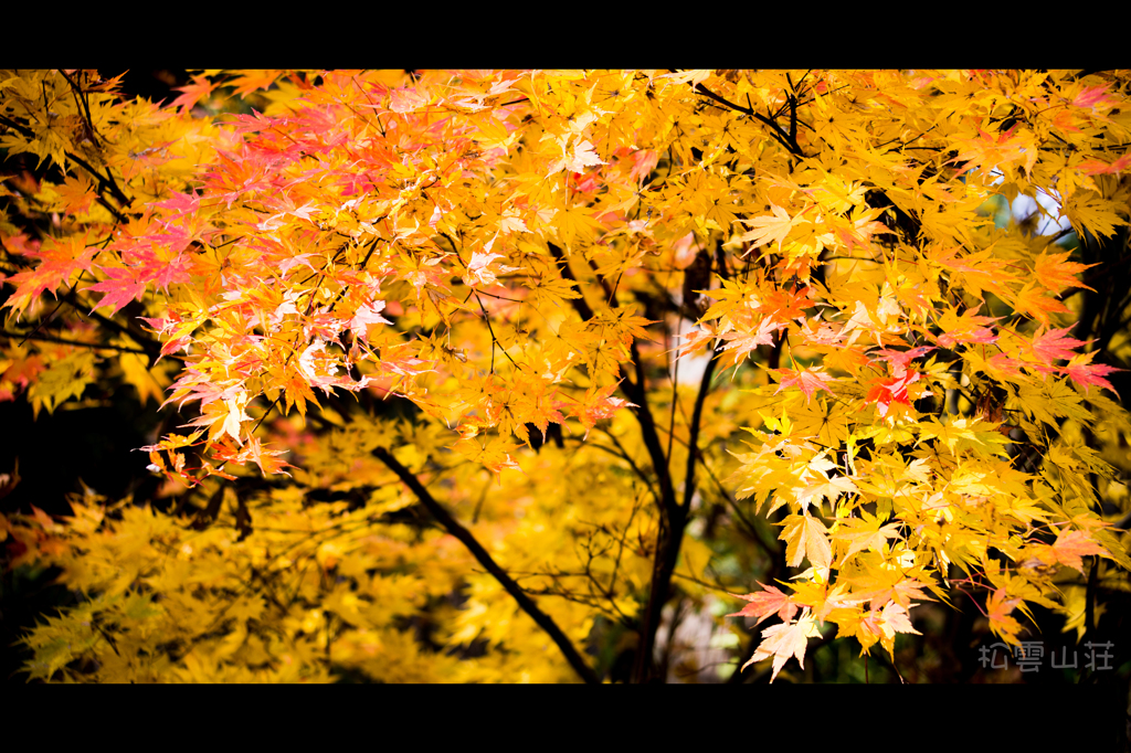 紅葉