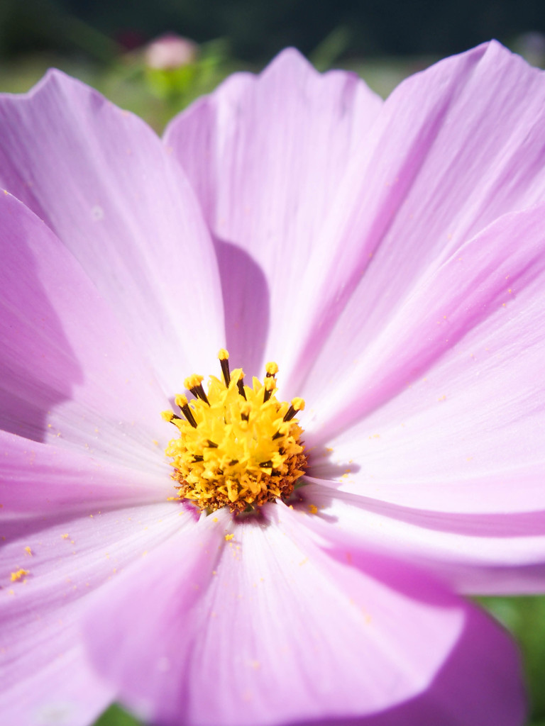 花開く