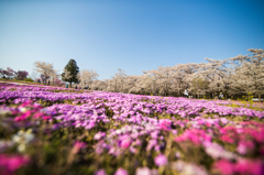 赤城南面千本桜