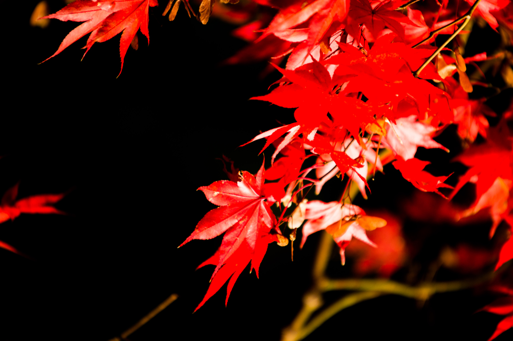 紅いもみじ