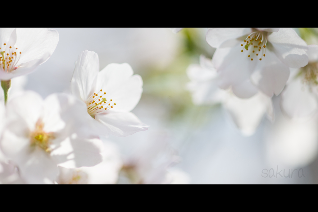 sakura
