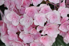 紫陽花