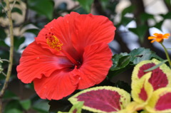 初夏の花
