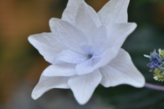 紫陽花
