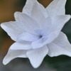 紫陽花