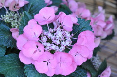 紫陽花
