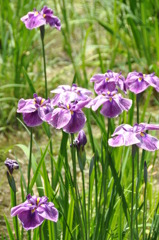 菖蒲