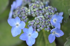 紫陽花