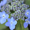 紫陽花