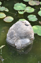 石のカエル