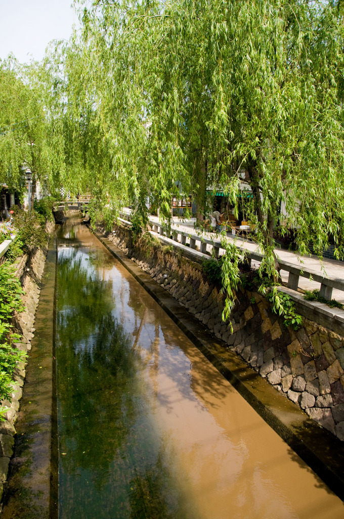 柳のある風景。