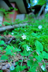 廃墟に咲く花。