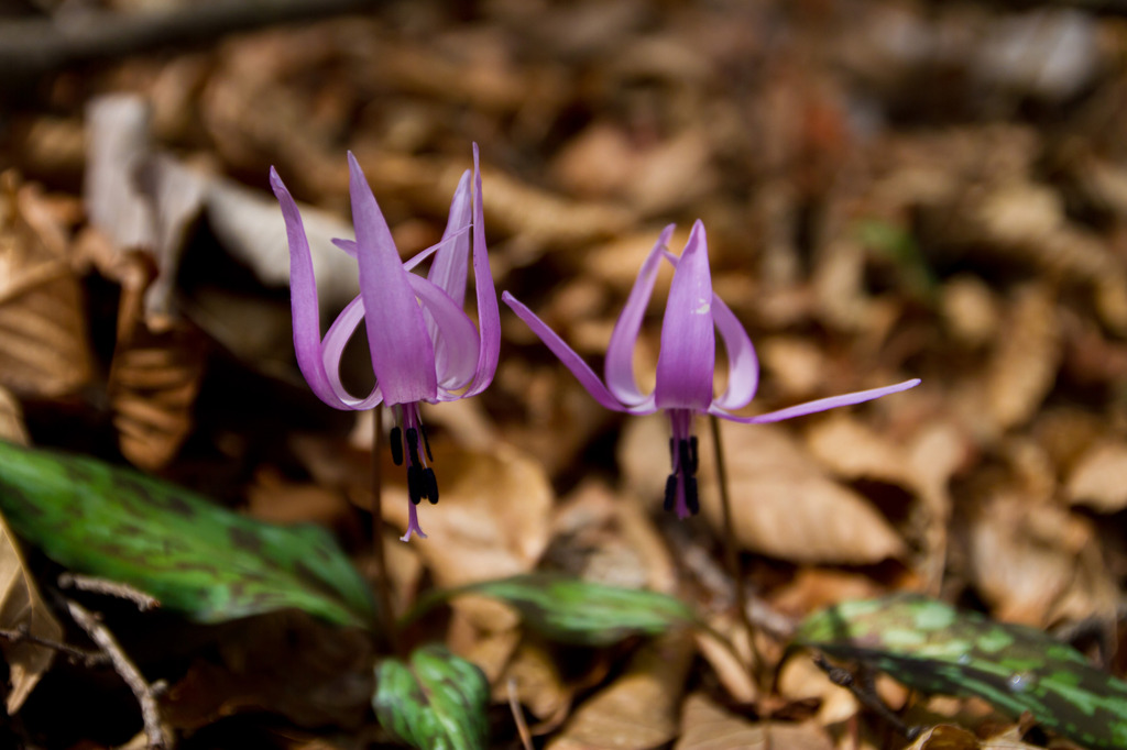 カタクリの花