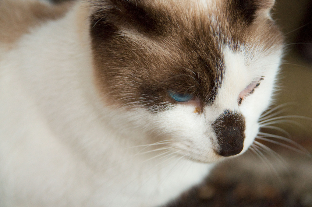 blue eye