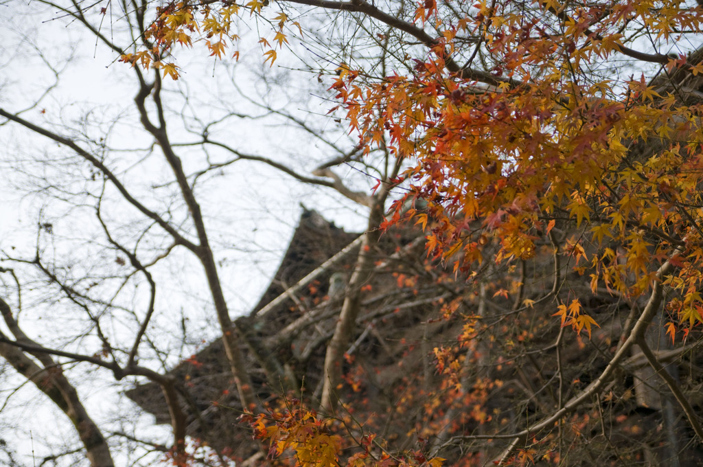 紅葉越しの清水寺。