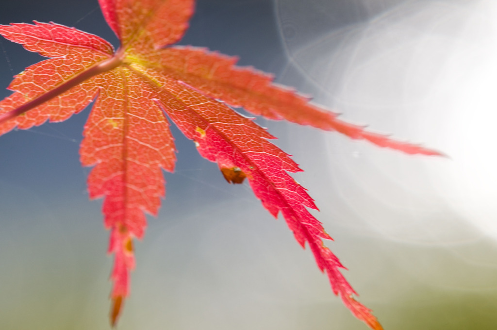 煌めく紅葉
