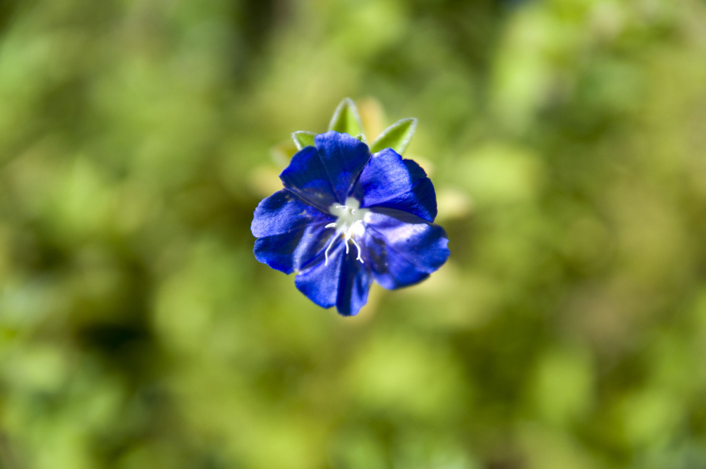 浮遊花