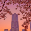 桜とランドマーク
