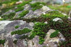 IMGP0232