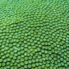 サンゴ礁。　by dai