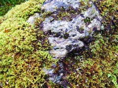 R0011426