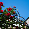 Ｇａｒｄｅｎ