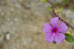 何の花なんだろう？