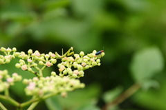 カマキリ