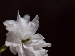 大鹿桜