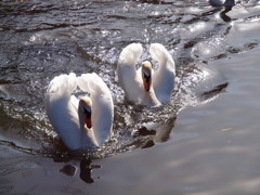 白鳥の湖