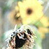 一足先に、僕はいくね。