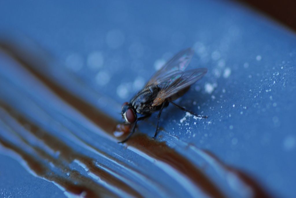 僕だって 食べたい